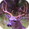 no app image